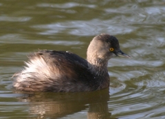 Least Grebe